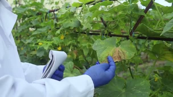 Plant Disease Agronomist Junior Agricultural Scientists Research Greenhouse Plants Look — Vídeo de Stock