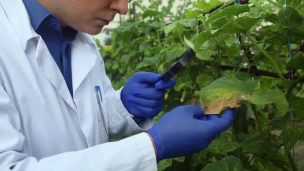 Choroba Roślin Agronomem Młodzi Rolnicy Badają Rośliny Szklarniowe Szukają Sposobu — Wideo stockowe
