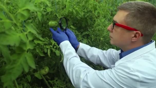 Plant Disease Agronomist Junior Agricultural Scientists Research Greenhouse Plants Look — Video Stock