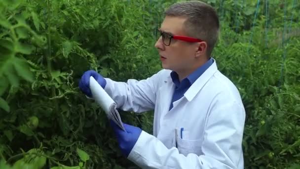 Choroba Roślin Agronomem Młodzi Rolnicy Badają Rośliny Szklarniowe Szukają Sposobu — Wideo stockowe