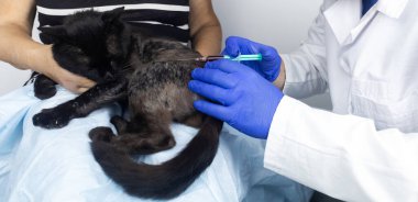 Cat has fur problem. Bald patches and dermatitis. Subcutaneous tick, demodicosis, hair-eater. Veterinarian examines cat and prescribes treatment. Pet shows bald patches and areas of skin without hair