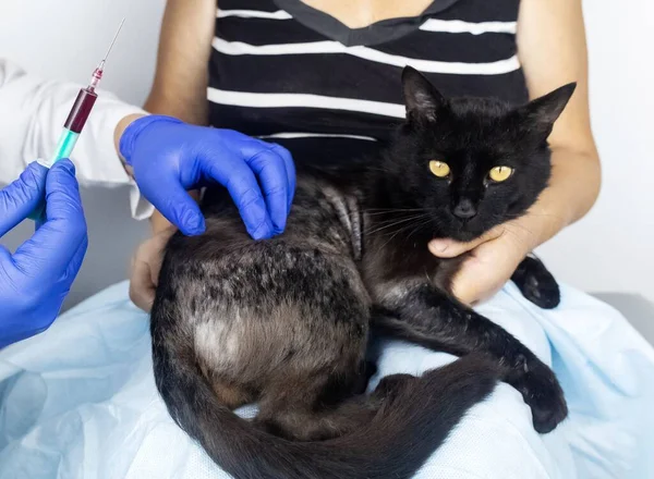 Cat has fur problem. Bald patches and dermatitis. Subcutaneous tick, demodicosis, hair-eater. Veterinarian examines cat and prescribes treatment. Pet shows bald patches and areas of skin without hair