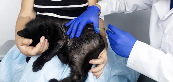 Cat has fur problem. Bald patches and dermatitis. Subcutaneous tick, demodicosis, hair-eater. Veterinarian examines cat and prescribes treatment. Pet shows bald patches and areas of skin without hair