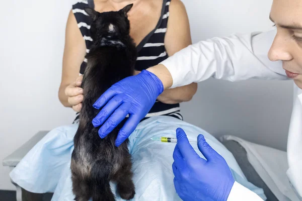 Cat has fur problem. Bald patches and dermatitis. Subcutaneous tick, demodicosis, hair-eater. Veterinarian examines cat and prescribes treatment. Pet shows bald patches and areas of skin without hair