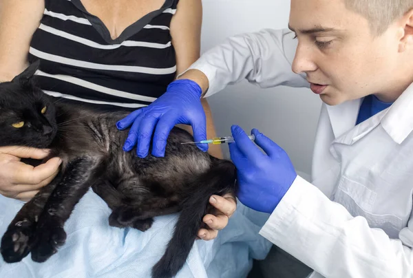 Cat has fur problem. Bald patches and dermatitis. Subcutaneous tick, demodicosis, hair-eater. Veterinarian examines cat and prescribes treatment. Pet shows bald patches and areas of skin without hair