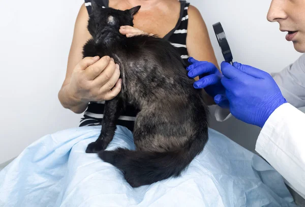 Cat has fur problem. Bald patches and dermatitis. Subcutaneous tick, demodicosis, hair-eater. Veterinarian examines cat and prescribes treatment. Pet shows bald patches and areas of skin without hair