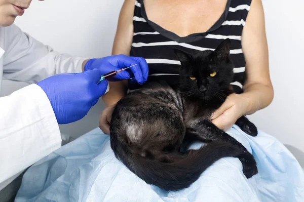 Cat Has Fur Problem Bald Patches Dermatitis Subcutaneous Tick Demodicosis — Stock Photo, Image