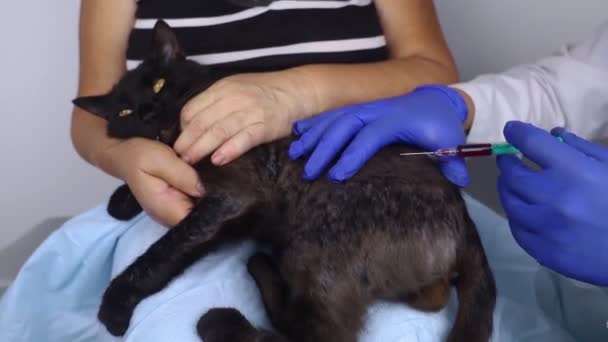 Cat Has Fur Problem Bald Patches Dermatitis Subcutaneous Tick Demodicosis — Video Stock