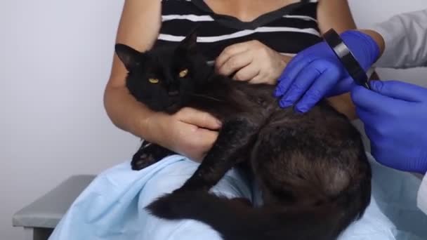 Kucing Punya Masalah Bulu Perban Botak Dan Dermatitis Centang Subkutan — Stok Video