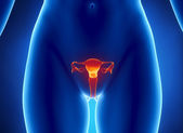Röntgenbild des weiblichen Fortpflanzungssystems