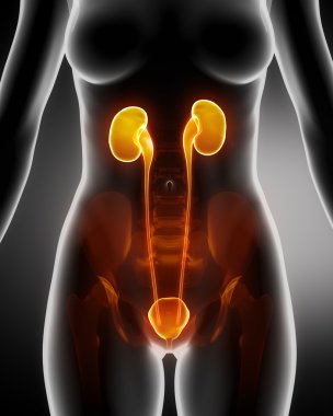 kadın böbrek sistemi x-ray görüş anatomisi