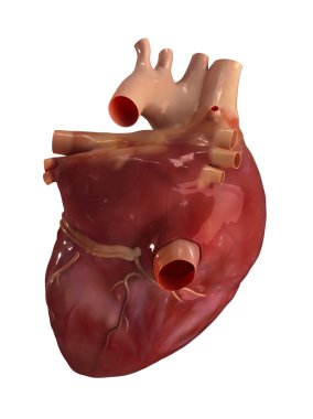 insan kalp anatomisi