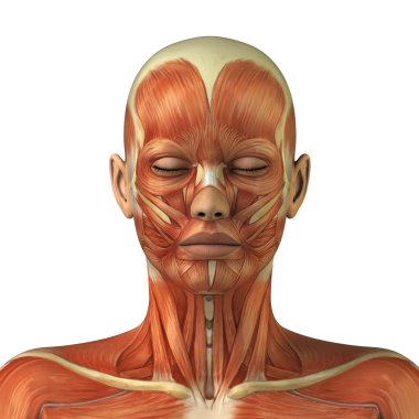 kadın safra yolları anatomi anterior x-ray görüş