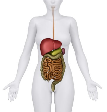 kadın sindirim sistemi organları - anerior görünümü anatomisi