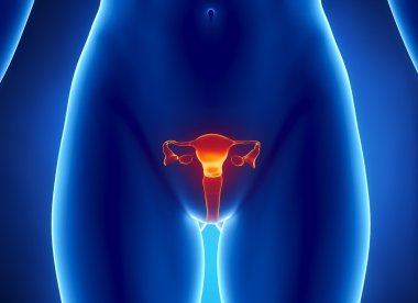 Female REPRODUCTIVE system x-ray view clipart