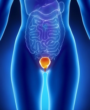 kadın Mesane Anatomisi anterior x-ray görüş