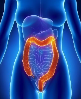 kadın kolon anatomi anterior x-ray görüş