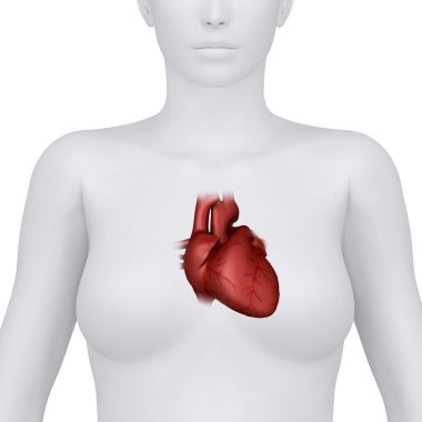 kadın kalp anatomisi - ön görünüm