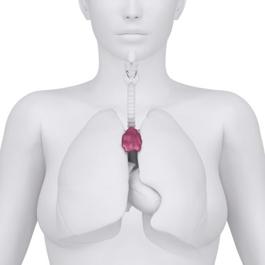 kadın timus ve toraks karın organları - arterior görünümü
