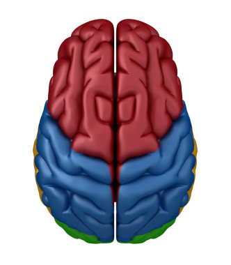 Superior view of the Brain clipart