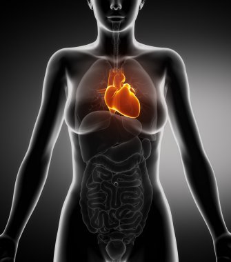 kadın kalp anatomi koroner x-ray görüntüsü