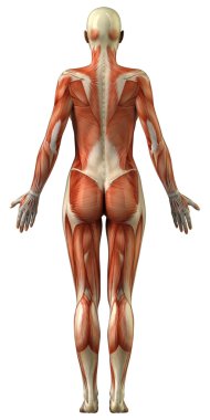 kadın kas sistemi anatomisi