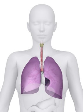 kadın solunum sistemi ön görünüm anatomisi