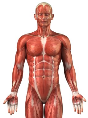adam kas sistemi anatomisi ön görünüm