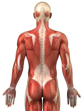 Man back muscular system posterior view clipart