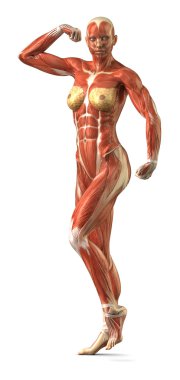 Female anterior muscular sytem anatomy in body-builder pose clipart