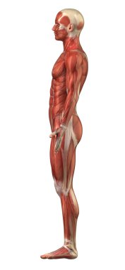 adam kas sistemi - lateral görünüm anatomisi