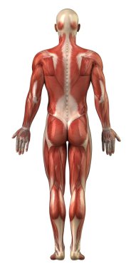 erkek kas sistemi arka görünümü tam vücut anatomisi