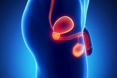 erkek ürogenital anatomi lateral görünüm