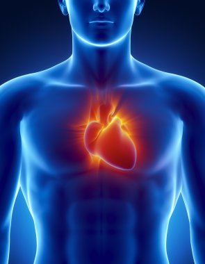 Human heart in detail with glowing rays clipart