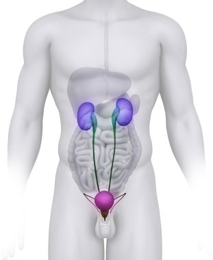 erkek üriner sistem anatomisi resimde beyaz