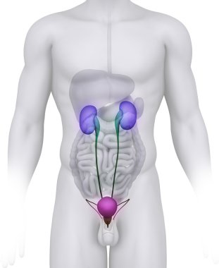 Male URINARY TRACT anatomy illustration on white clipart