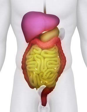 erkek sindirim sistemi anatomisi resimde beyaz