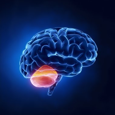 Beyincik kısmı - X-ray görünümlü insan beyni