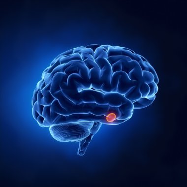 Hipofiz bezi parçası - X-ray görüşünde insan beyni