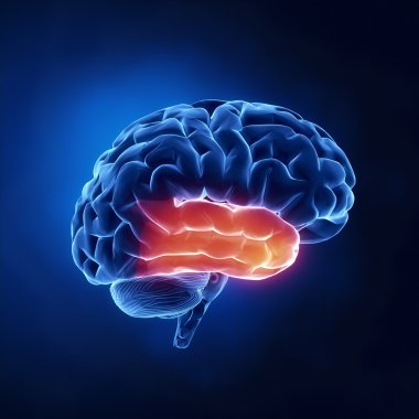 temporal lob - insan beyni x-ray görünümü