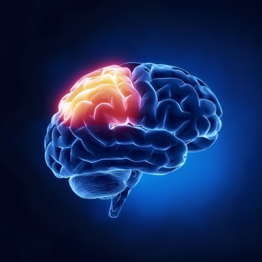 parietal LOB - insan beyni x-ray görünümü