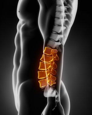 Lumbar spine anatomy lateral view clipart
