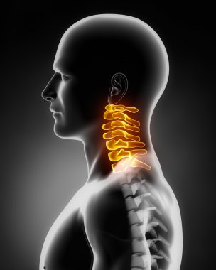 Cervical spine anatomy lateral view clipart