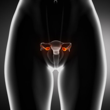 Female ovary anterior view clipart