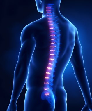 Omurgalar arası omurga disk anatomisi