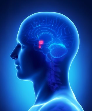 Brain anatomy PITUITARY GLAND - cross section clipart