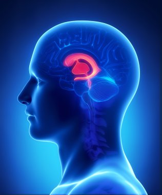hersenen en ruggenmerg anatomie - dwarsdoorsnede