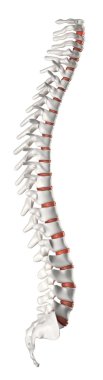 Spine lateral view clipart