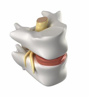 omur, intervertebral disk ve spinal kord