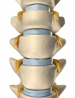 Spinal nerve on the backbone - anterior view clipart